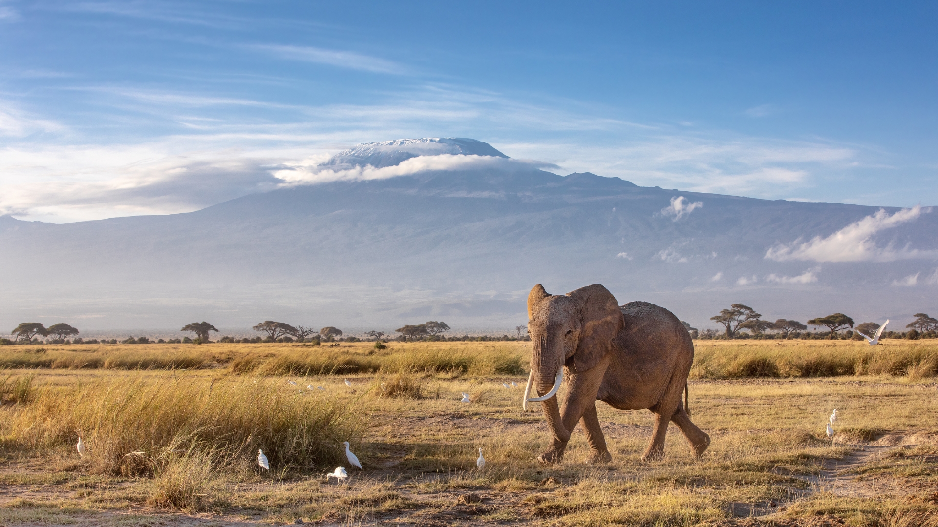 Wyjazd trekkingowy na Kilimanjaro i Ol Doinyo Lengai (WSNM)